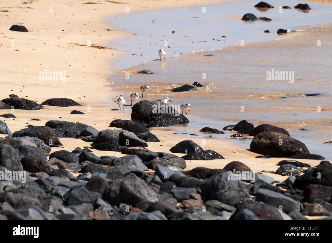 Fuerteventura beach e sabbia pipers Foto Stock