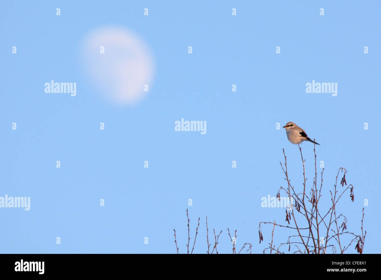 Grande Grigio Shrike (Lanius excubitor) arroccato sulla sommità della struttura con una luna. Foto Stock