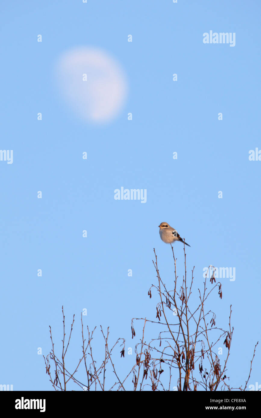 Grande Grigio Shrike (Lanius excubitor) arroccato sulla sommità della struttura con una luna. Foto Stock