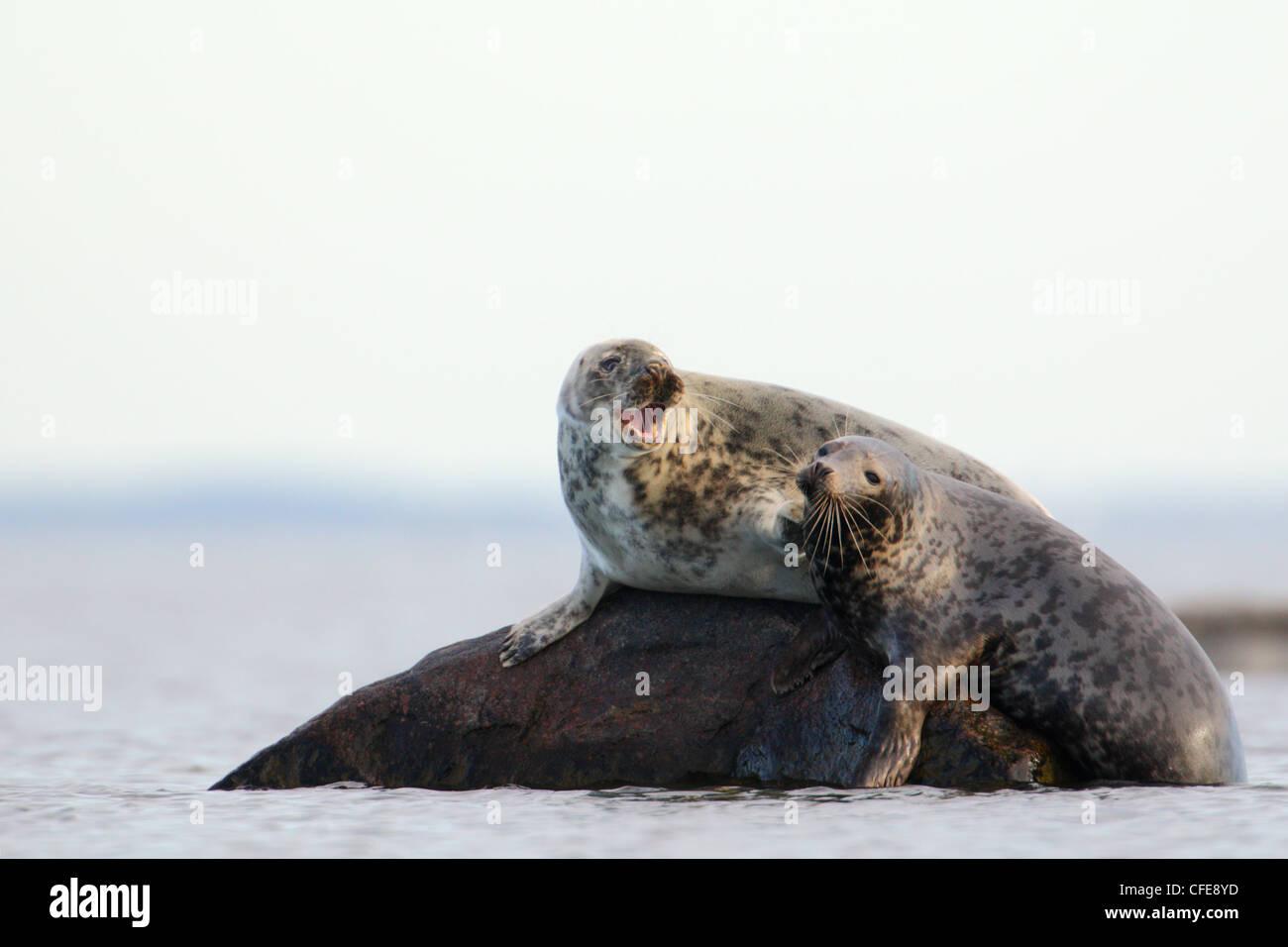 Due femmina grigio della guarnizione (Halichoerus grypus). Europa Foto Stock