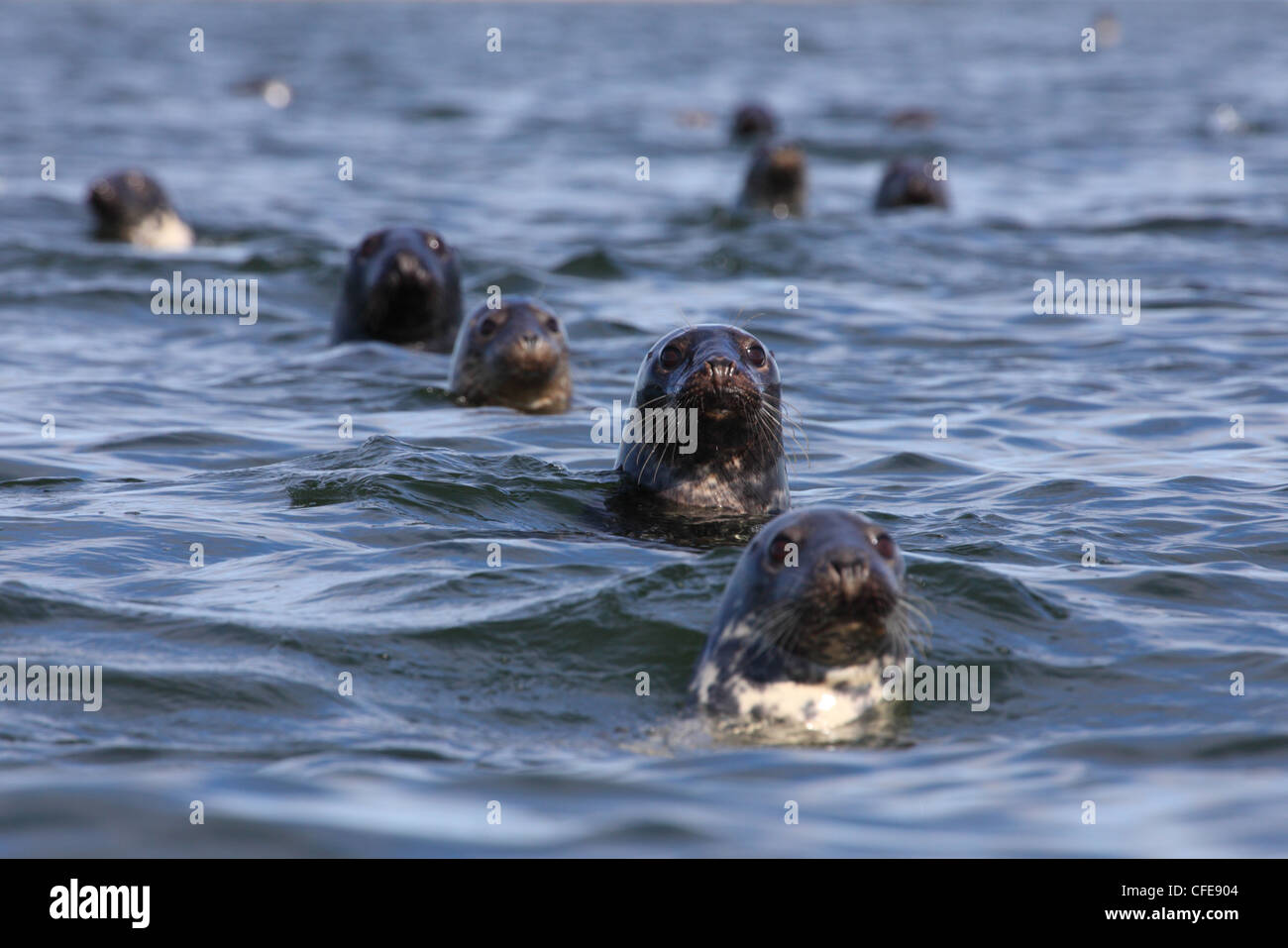 Gregge di foche grigie (Halichoerus grypus). Mar Baltico. L'Europa, Estonia Foto Stock