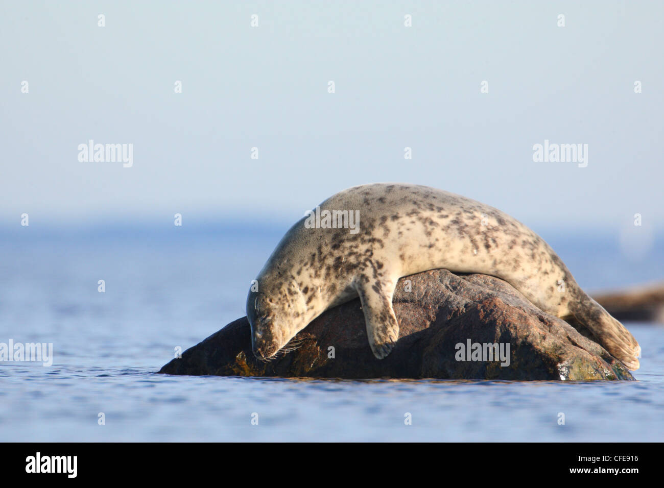 Guarnizione grigio (Halichoerus grypus) bagni di sole sulla pietra. Europa Foto Stock
