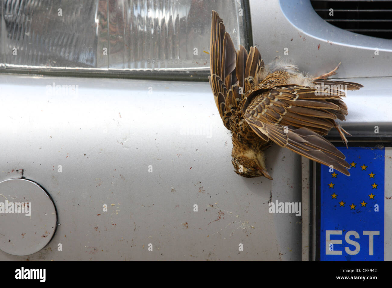 Uccello morto (allodola, Alauda arvense) sulla parte anteriore della macchina Foto Stock