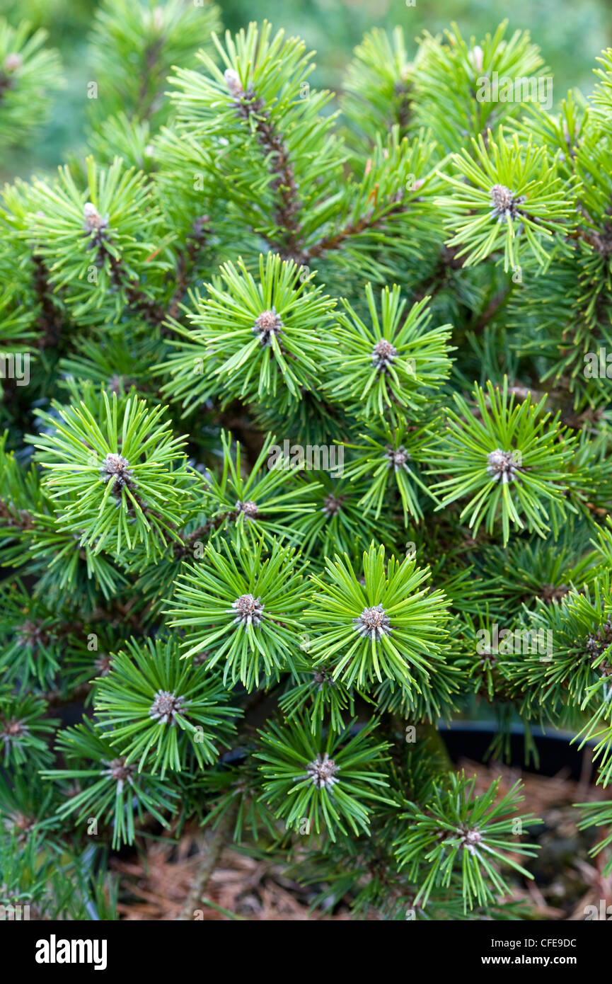 Pinus mugo humpy conifere nane Foto Stock