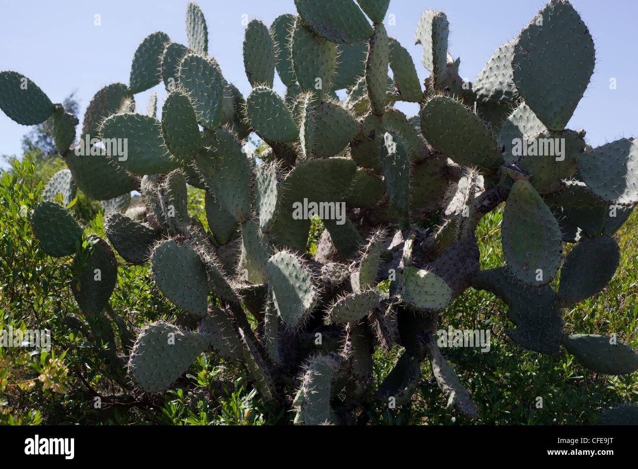 Cactus (Opuntia sp. ). Tempo stabilito introduzione. Qui a Debre Libanos. Etiopia. Foto Stock
