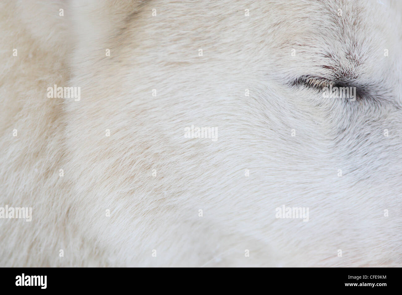 Close-up di della Siberia occidentale Laika cane. Foto Stock