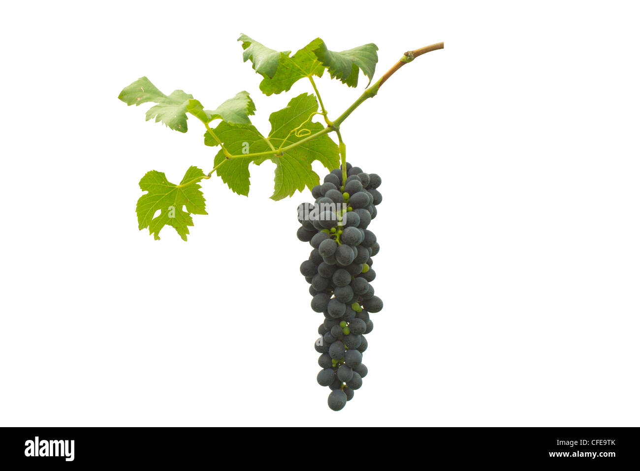 Uva viola con foglie Foto Stock