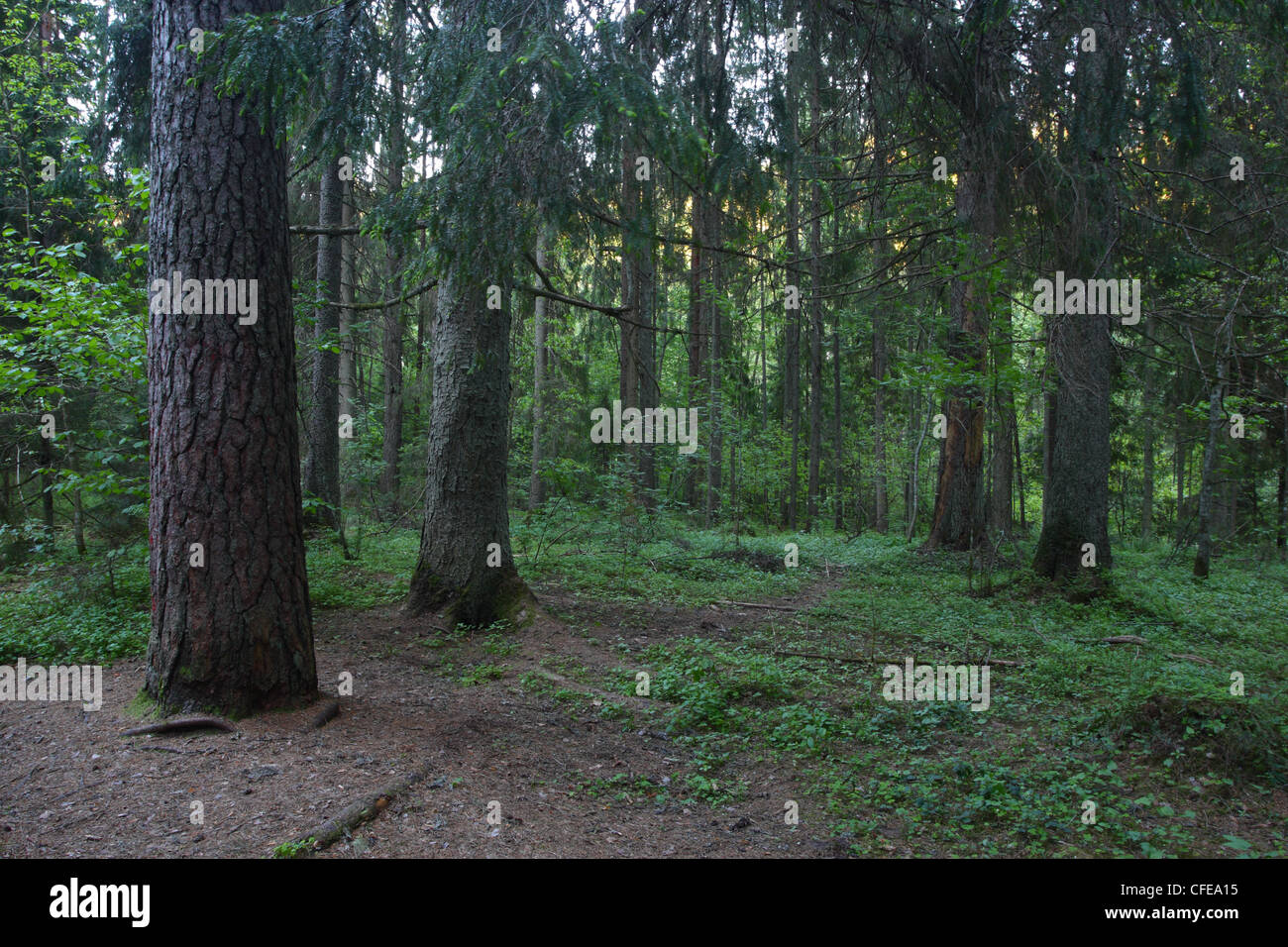 Vecchia foresta boreale. Estonia Foto Stock