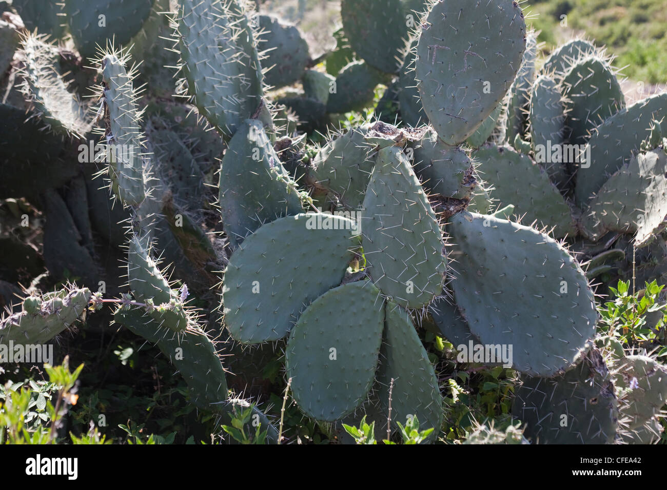 Cactus (Opuntia sp. ). Tempo stabilito introduzione. Qui a Debre Libanos. Etiopia. Foto Stock