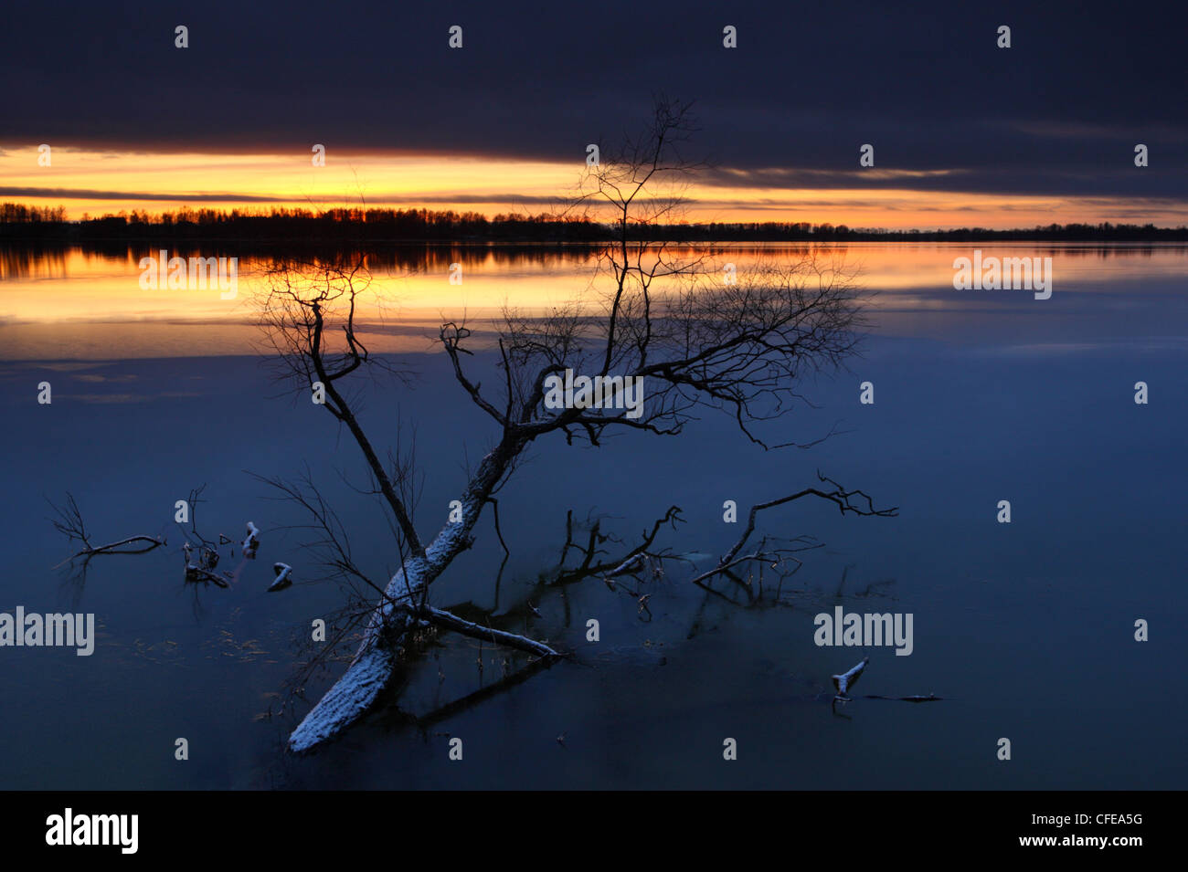 Albero caduto nel lago Saadjärv, Estonia Foto Stock