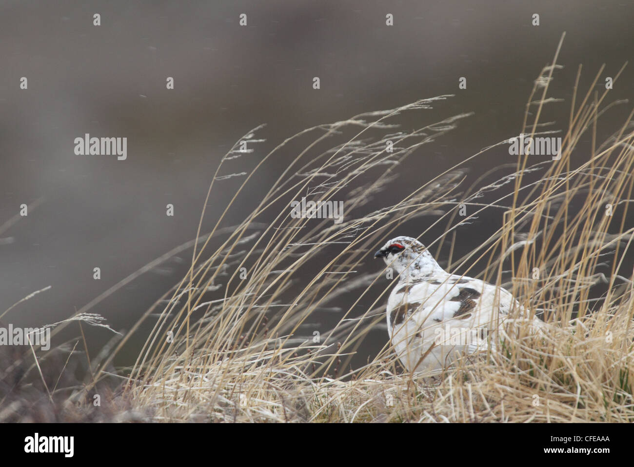 Pernice bianca (Lagopus muta), Europa Foto Stock