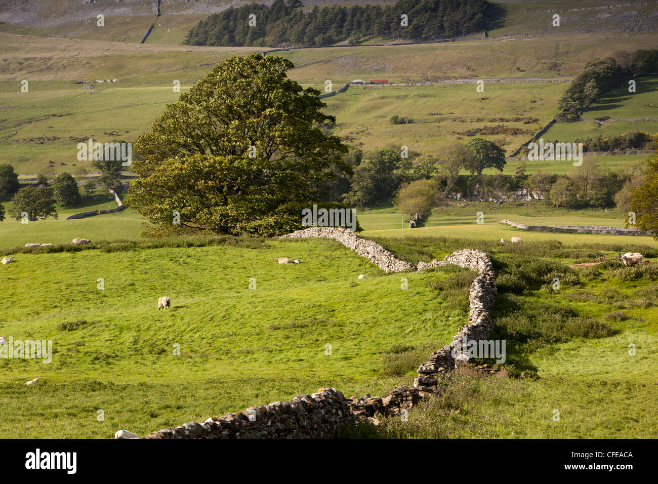 Regno Unito, Inghilterra, Yorkshire, Wensleydale, agricoltura, pecore pascolano sui lussureggianti terreni agricoli dales divisa da muri in pietra a secco Foto Stock