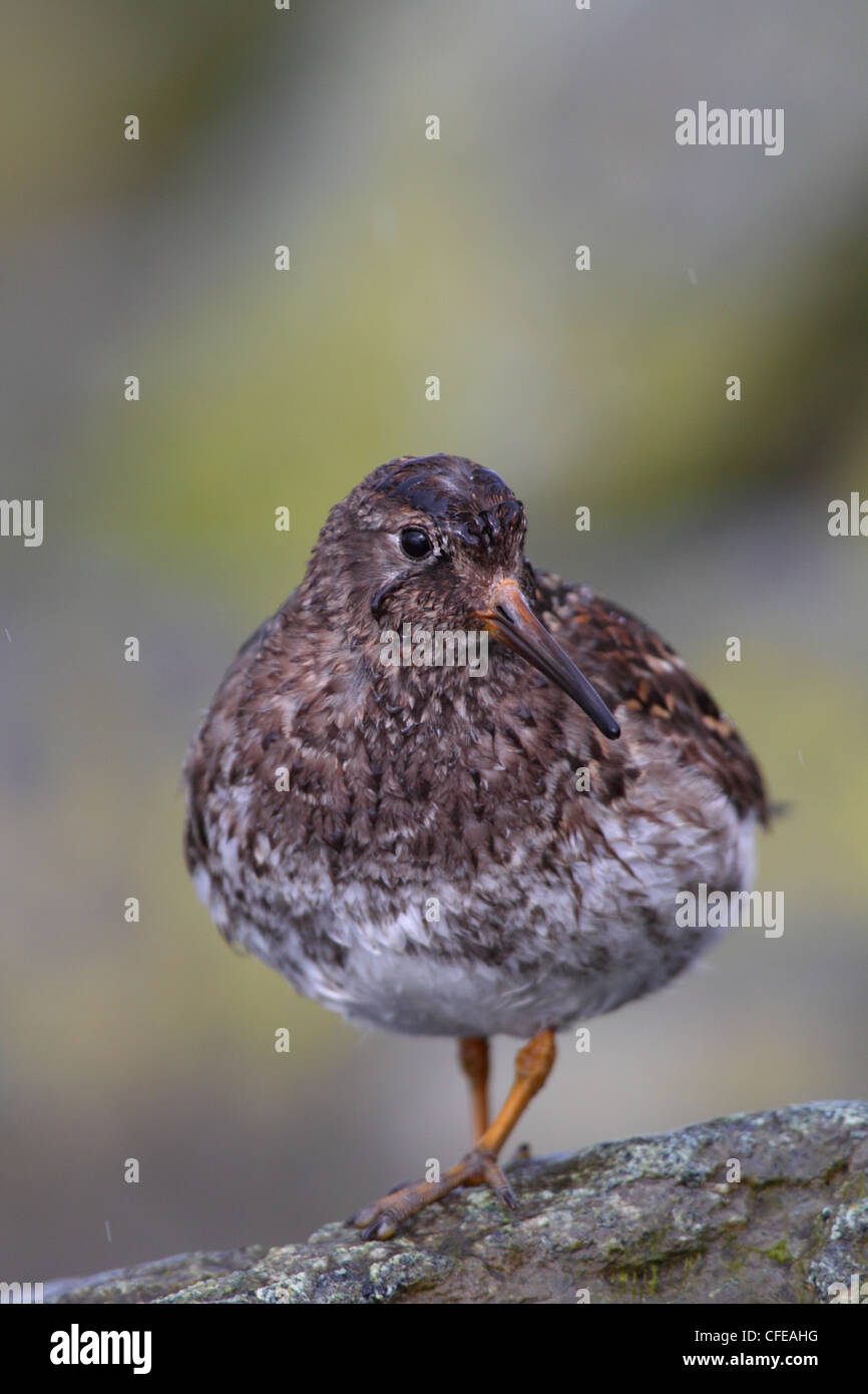 Ritratto di Purple Sandpiper (Calidris maritima), Europa Foto Stock