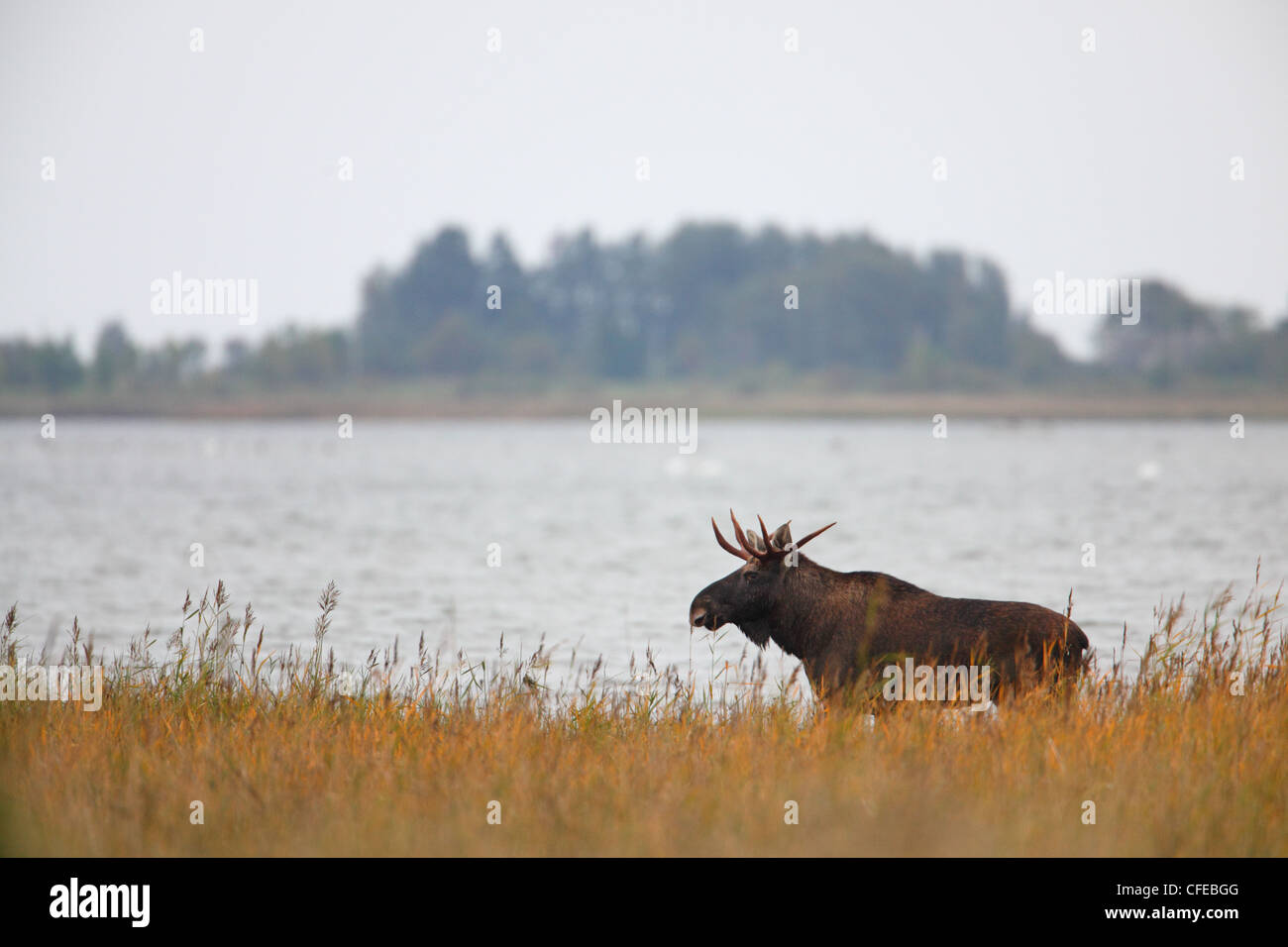 Bull Moose (Alces alces). Europa Foto Stock