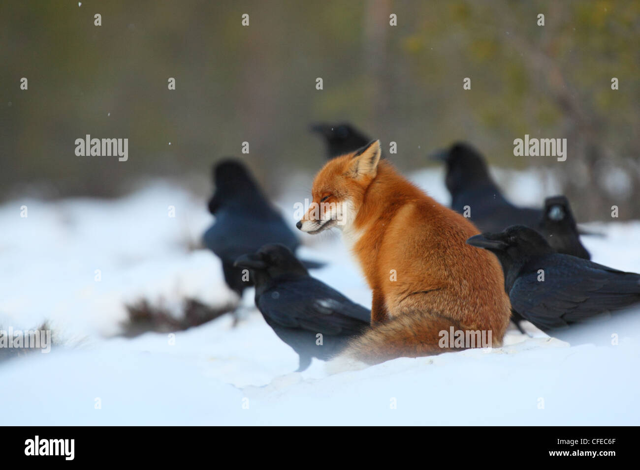 Rosso di appoggio volpe (Vulpes vulpes) con corvi. Foto Stock