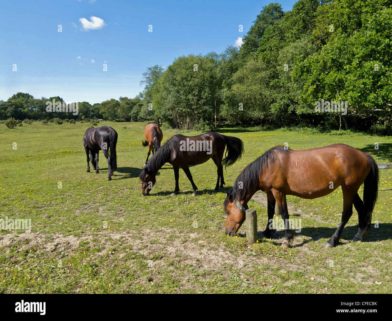 New Forest Pony in un campo. Foto Stock