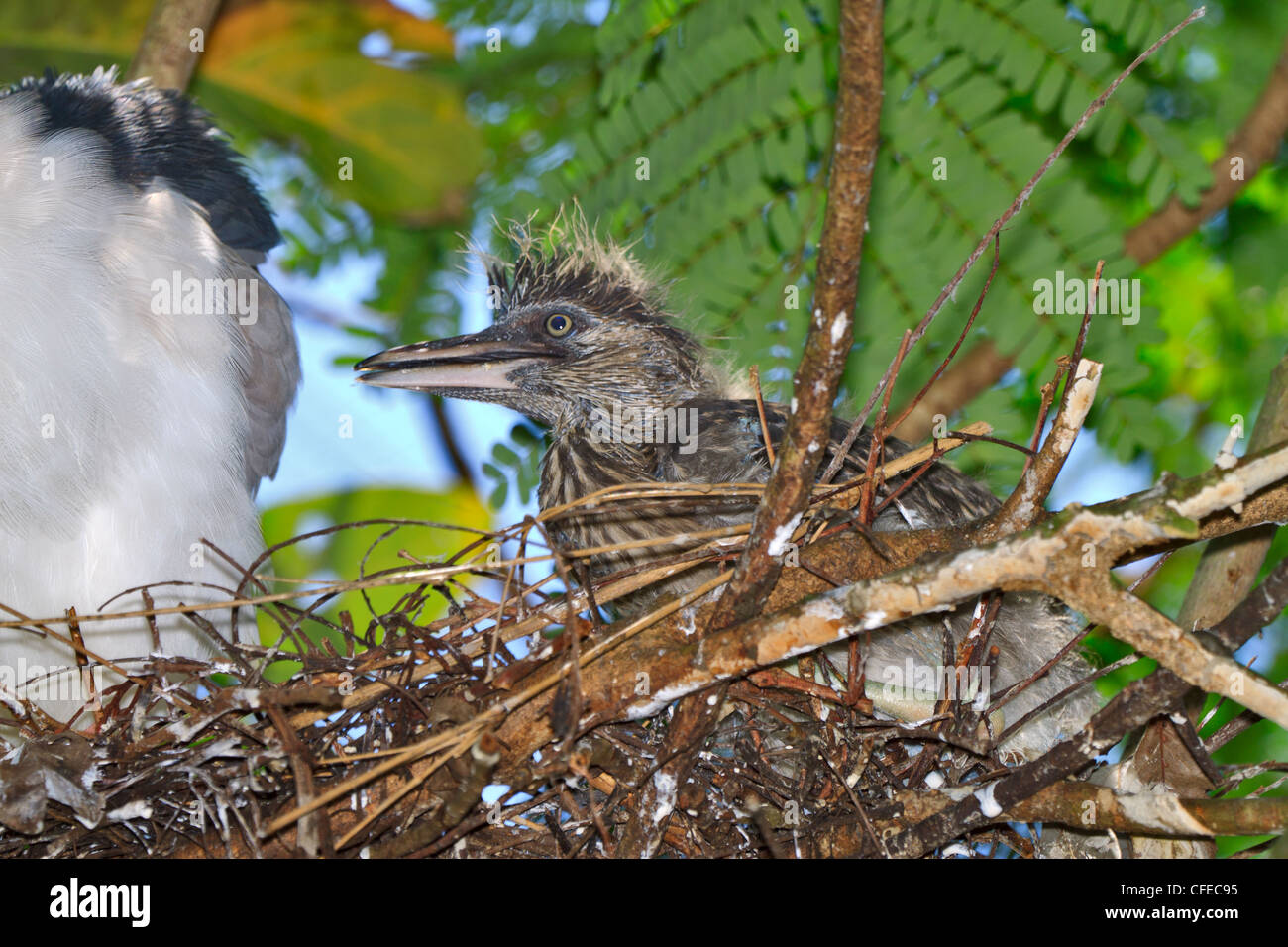 Nitticora (Nycticorax nycticorax) pulcino su nest Foto Stock