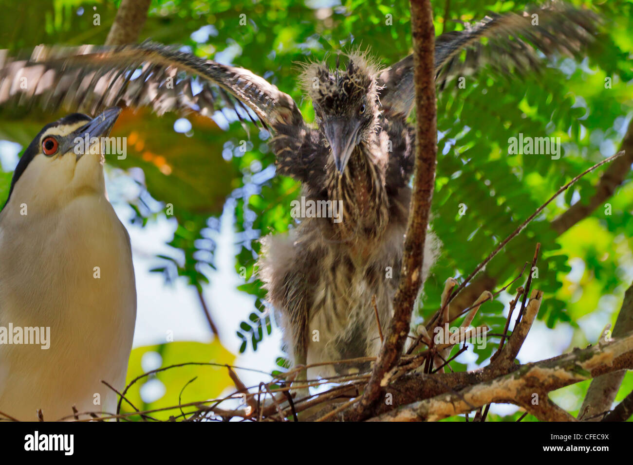 Nitticora (Nycticorax nycticorax) pulcino su nest Foto Stock