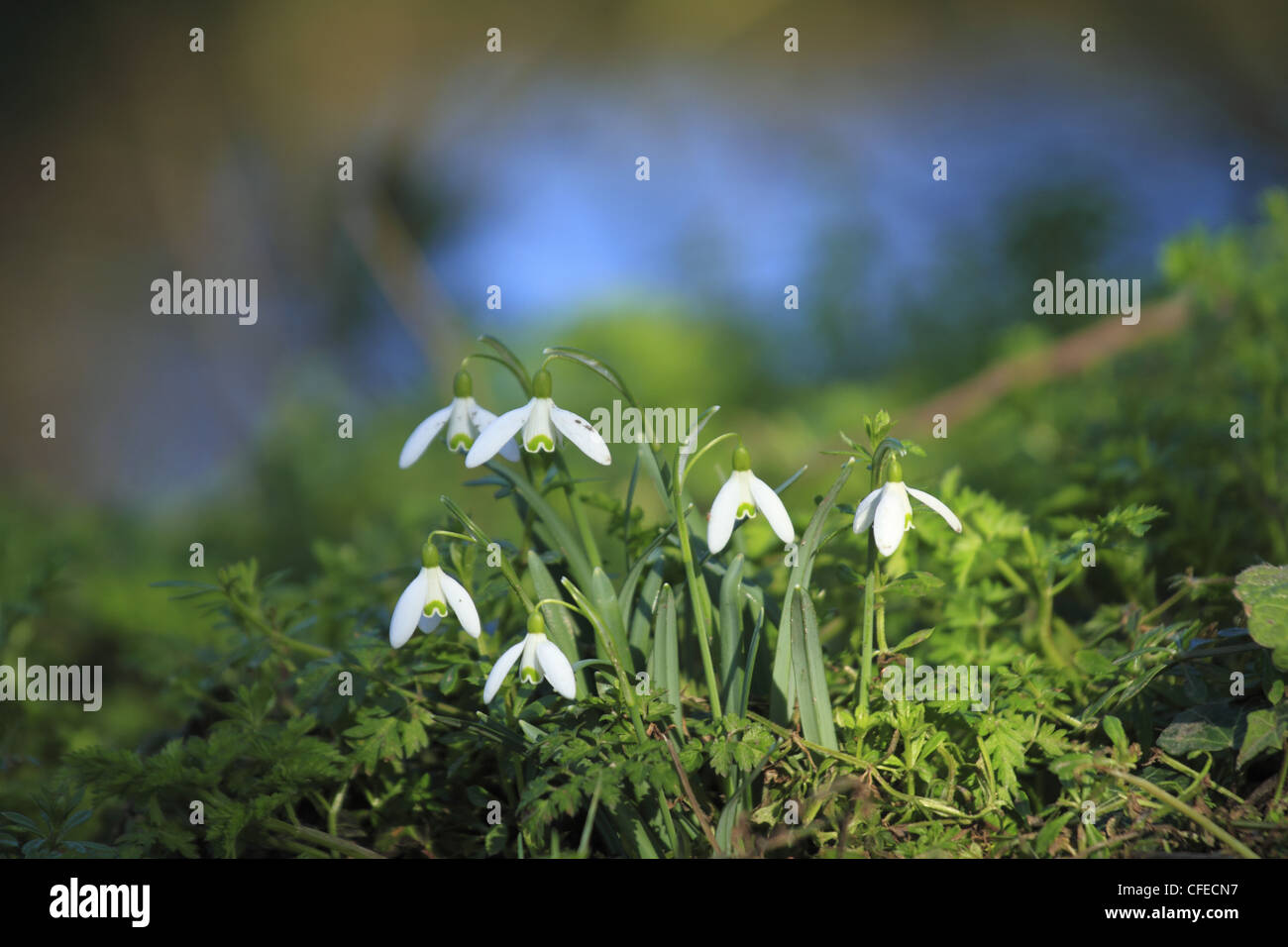 Un mazzetto di Bucaneve (nome latino: Galanthus nivalis) sulla South Downs National Park Nr Eastbourne, East Sussex, Inghilterra. Foto Stock