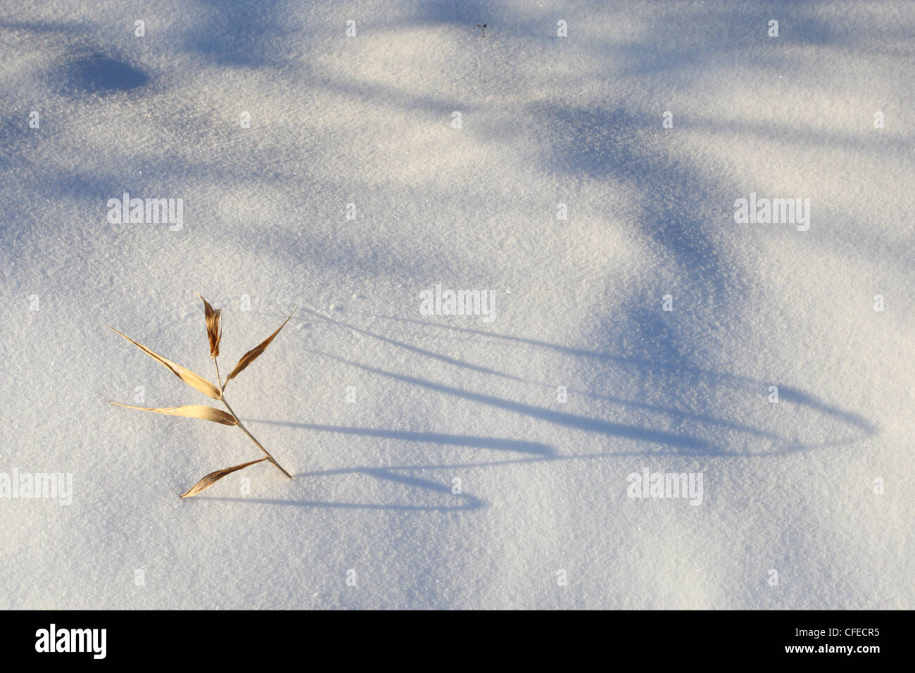 Gioco di ombre Foto Stock