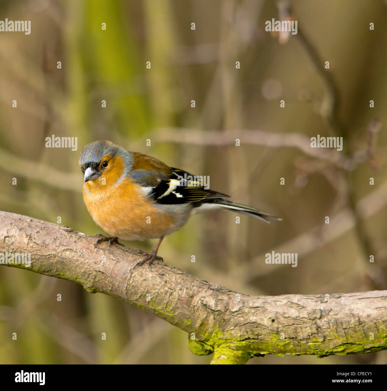 Fringuello - Bird Foto Stock