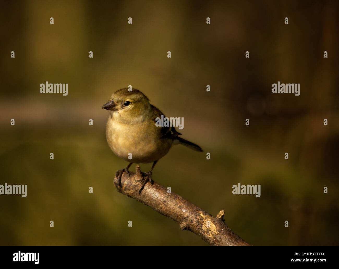 Fringuello - Bird Foto Stock