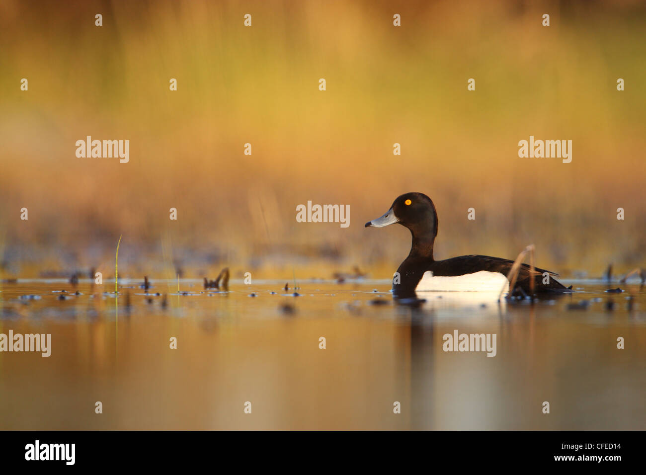 Moretta (Aythya fuligula) a molla, Europa Foto Stock
