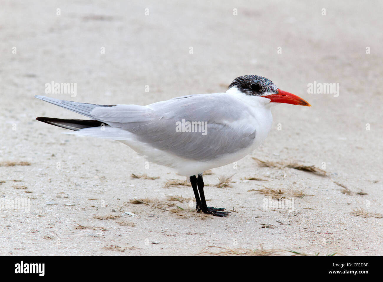 Caspian Tern (Hydroprogne caspia), vista laterale con piumaggio invernale. Foto Stock