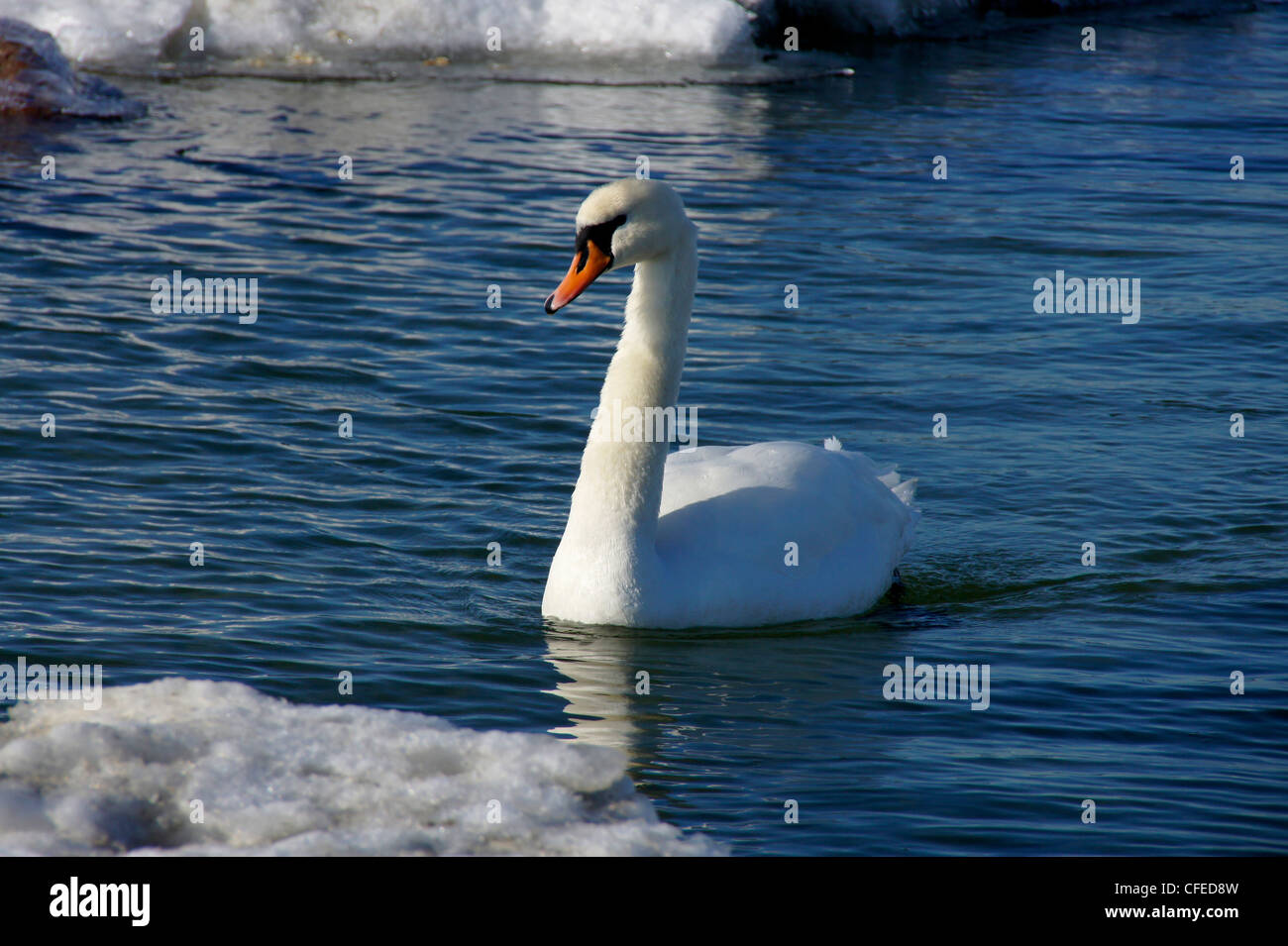 Il White Swan fluttua vicino ad un bordo di ghiaccio Foto Stock