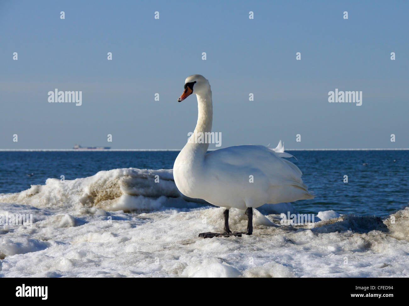 Il cigno bianco su uno sfondo del mare Foto Stock