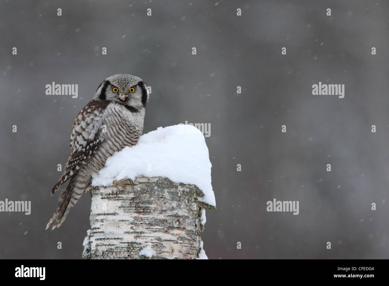 Wild Northern Hawk Owl (surnia ulula) appollaiato sul vecchio tronco di betulla. Europa Foto Stock