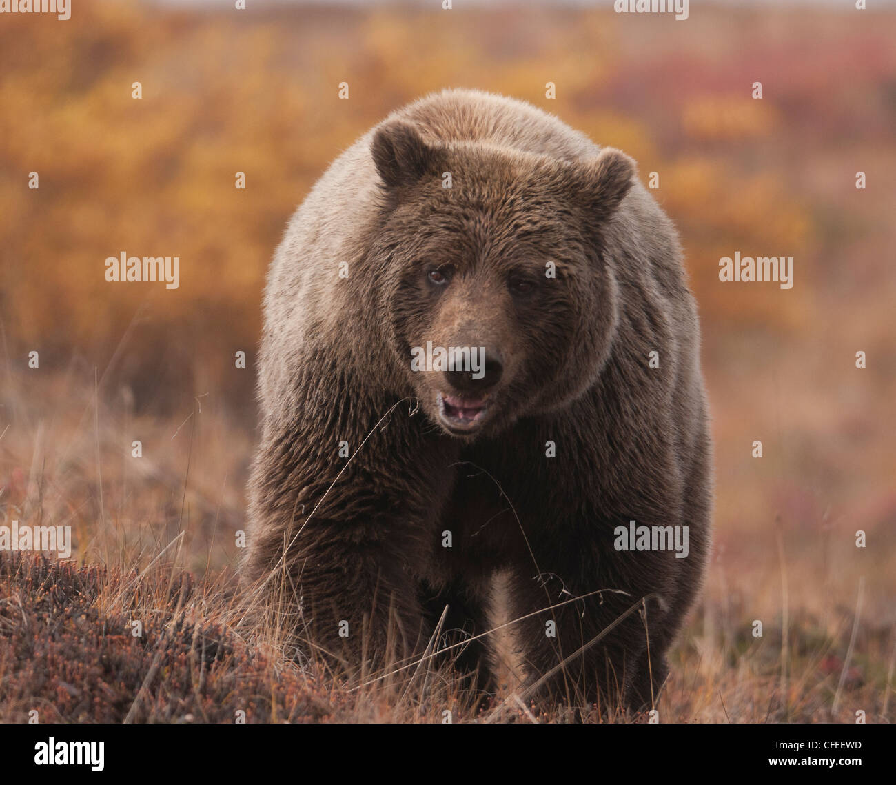 Orso grizzly (Ursus arctos) seminare foraggi attraverso la tundra nel Parco Nazionale di Denali, Alaska. Foto Stock