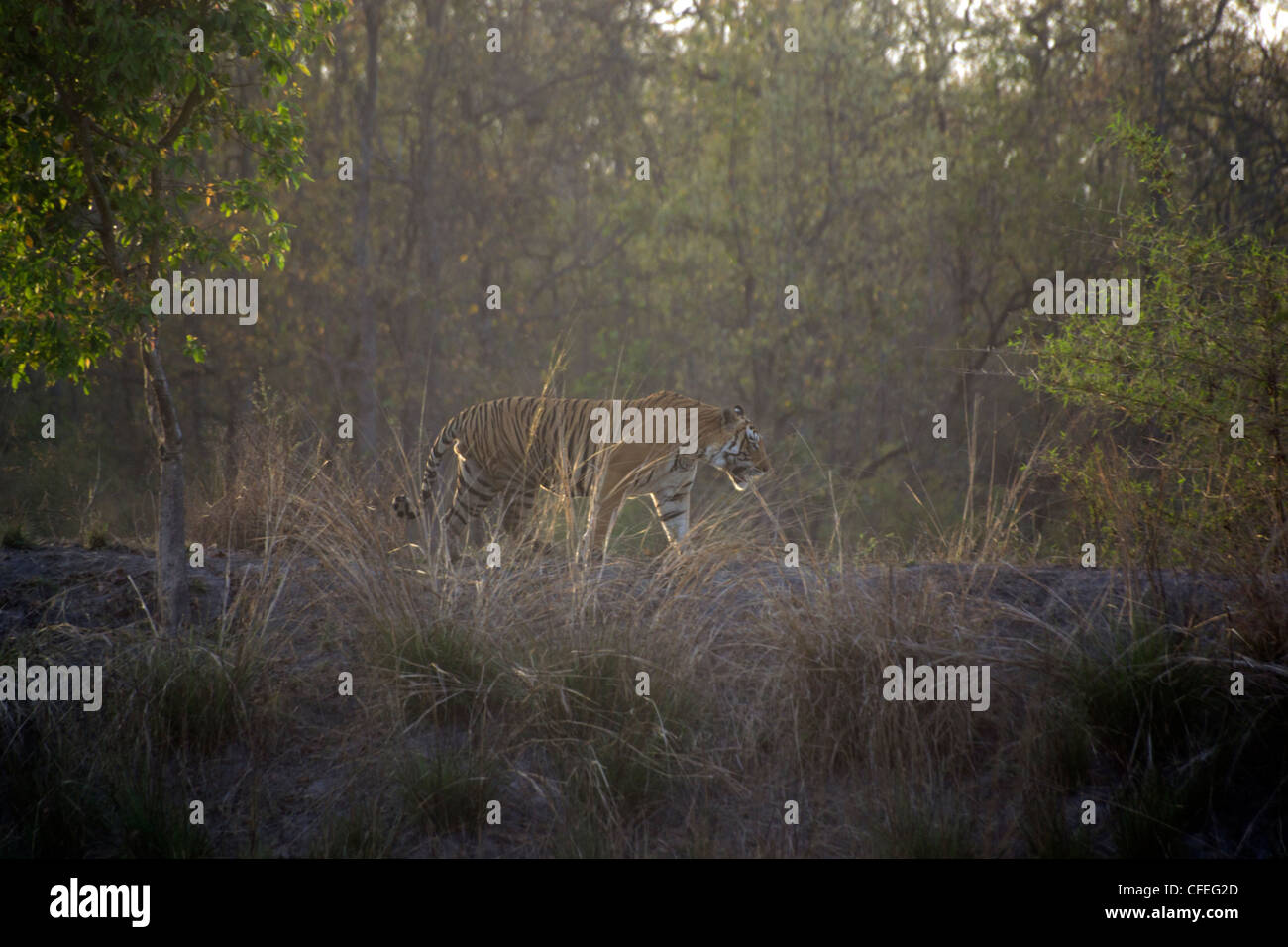 Tiger in movimento sulla diga in Bandhavgarh Riserva della Tigre, rara vista. Foto Stock