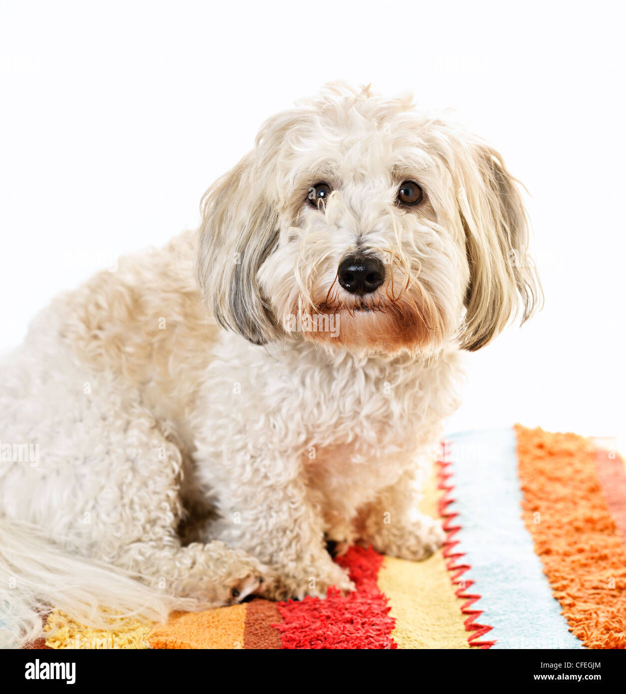 Adorabili coton de tulear dog sitter su tappeti colorati Foto Stock
