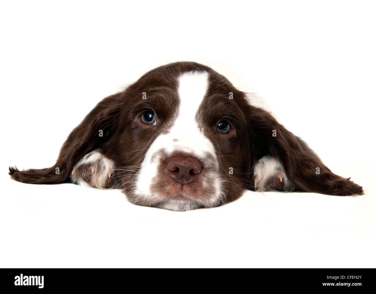 Springer spaniel cucciolo di guardare avanti con occhi verdi contro uno sfondo bianco Foto Stock