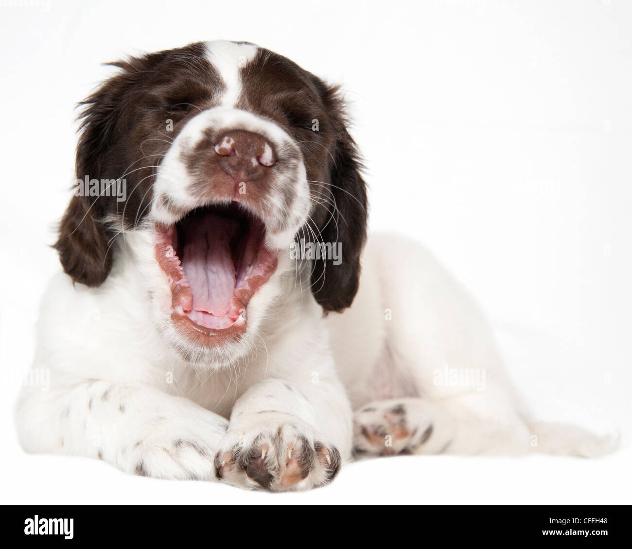 Springer spaniel cucciolo sbadigli contro uno sfondo bianco Foto Stock