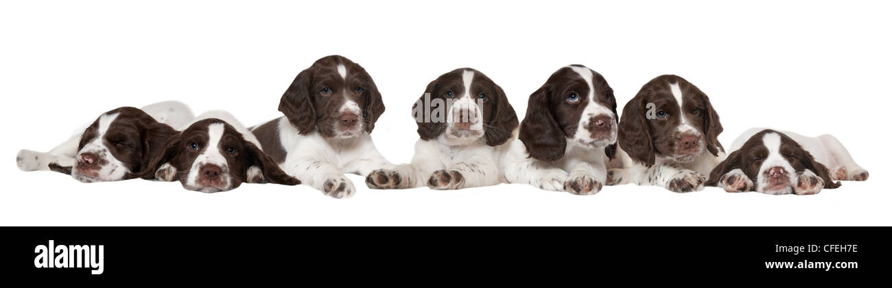 7 springer spaniel cuccioli di fila contro uno sfondo bianco Foto Stock