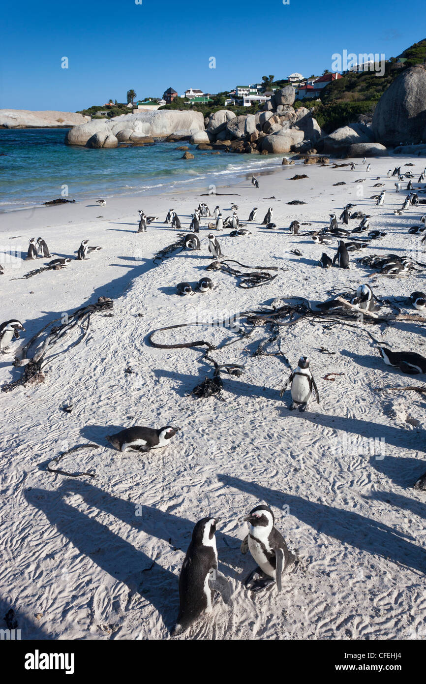 I Penguins africani, Spheniscus demersus, Table Mountain National Park, Cape Town, Sud Africa Foto Stock