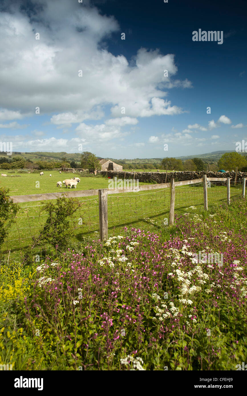 Regno Unito, Inghilterra, Yorkshire, Wensleydale, Castello Bolton, fiori selvatici che crescono in orlo accanto al campo di ovini Foto Stock