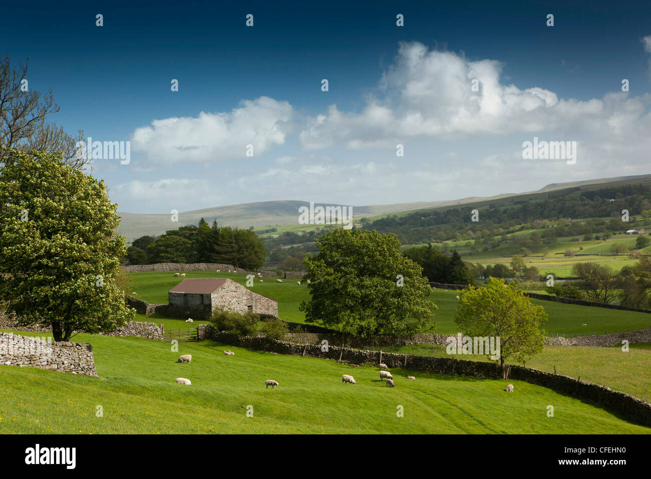 Regno Unito, Inghilterra, Yorkshire, Wensleydale, Askrigg, pecore al pascolo vicino campo di pietra fienile Foto Stock