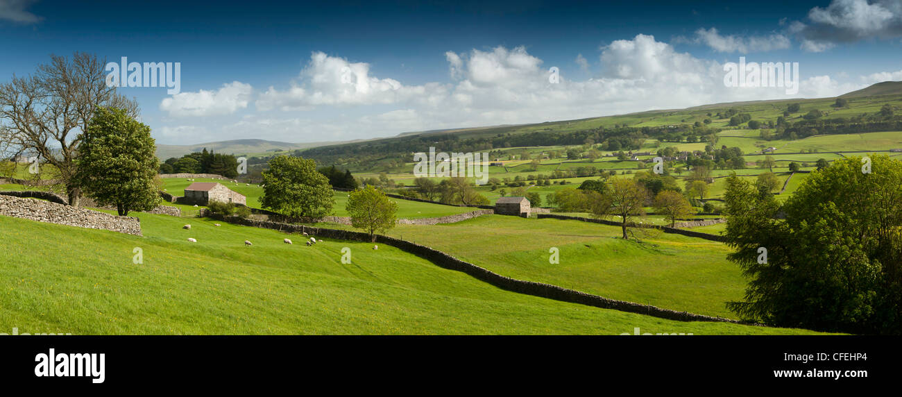 Regno Unito, Inghilterra, Yorkshire, Wensleydale, Askrigg, pecore al pascolo vicino campo di pietra fienile panoramic Foto Stock