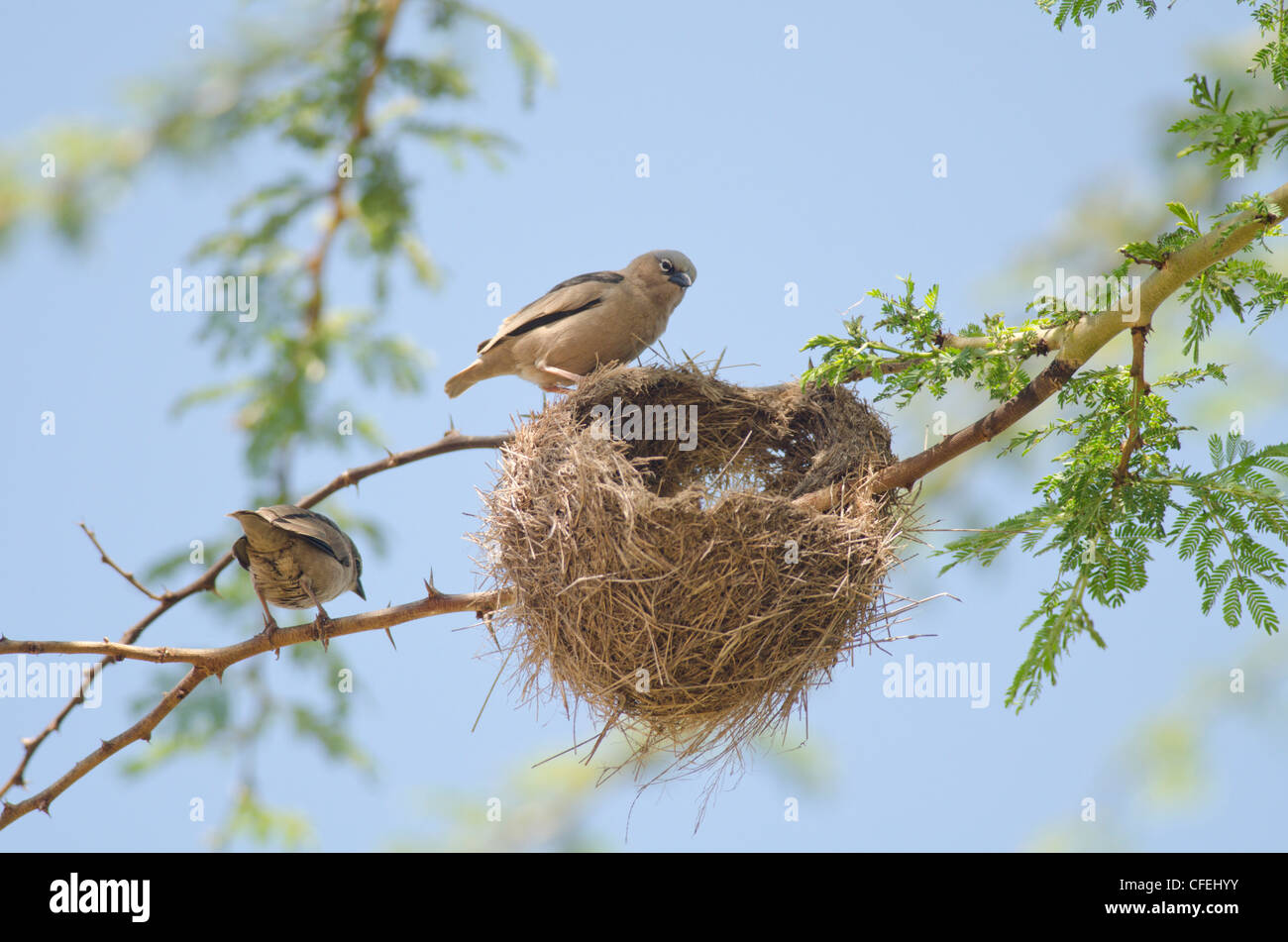 Grigio tappate tessitore sociale(Pseudonegrita arnaudi) Coppia a nido,Masai Mara Kenya Foto Stock