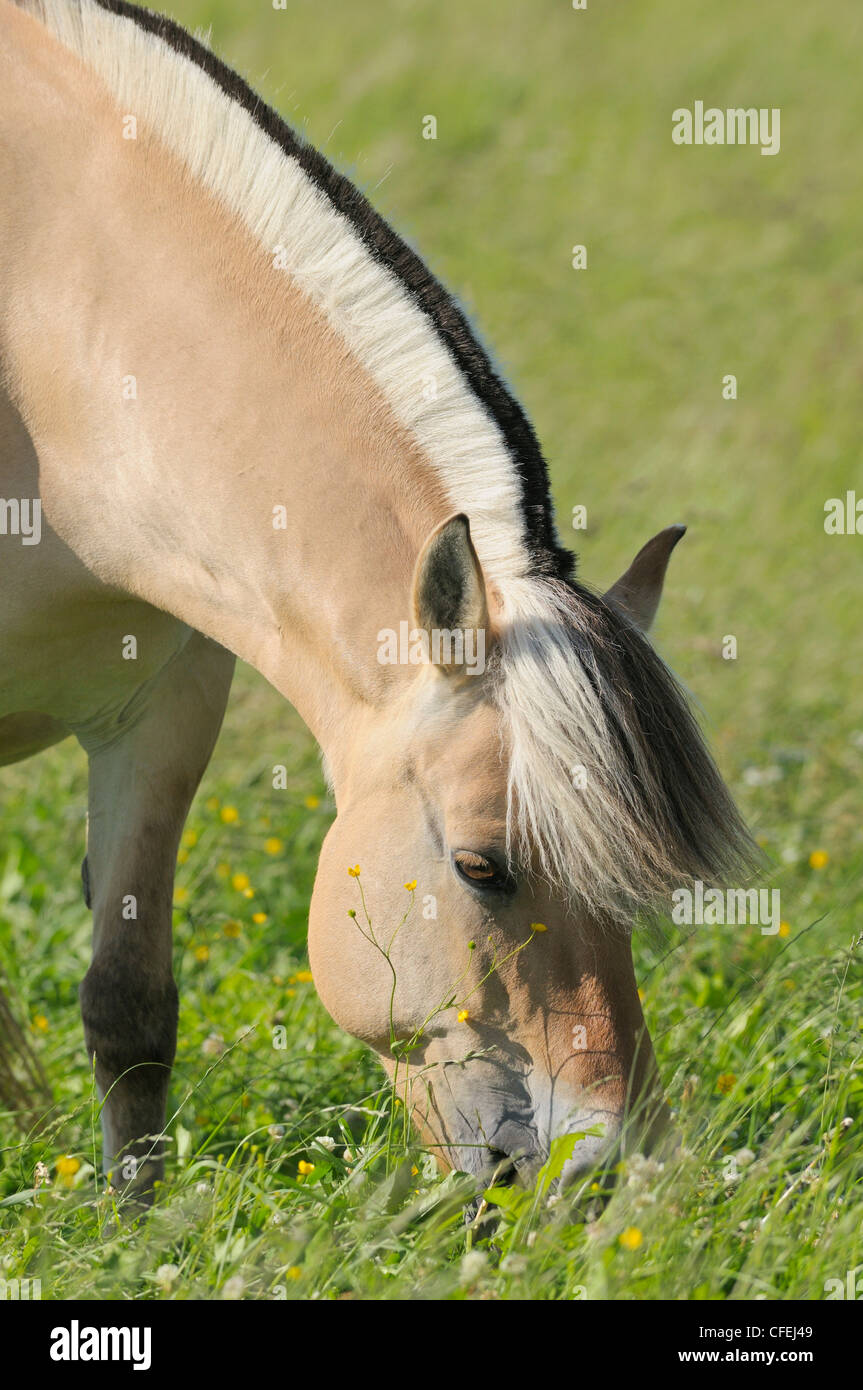 Cavallo norvegese Foto Stock