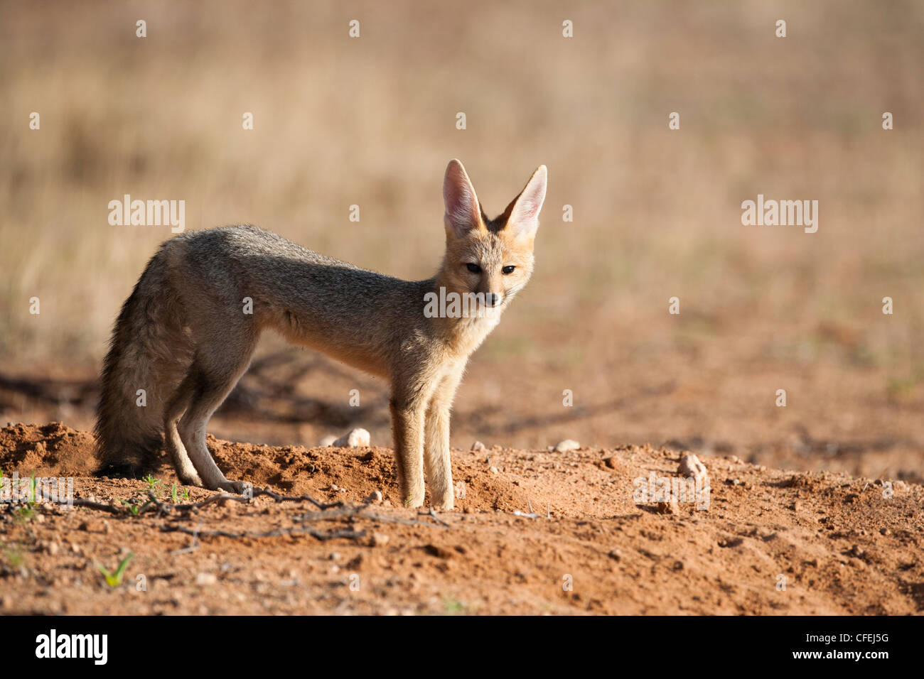 Cape fox, Vulpes chama, Kgalagadi Parco transfrontaliero, Northern Cape, Sud Africa Foto Stock