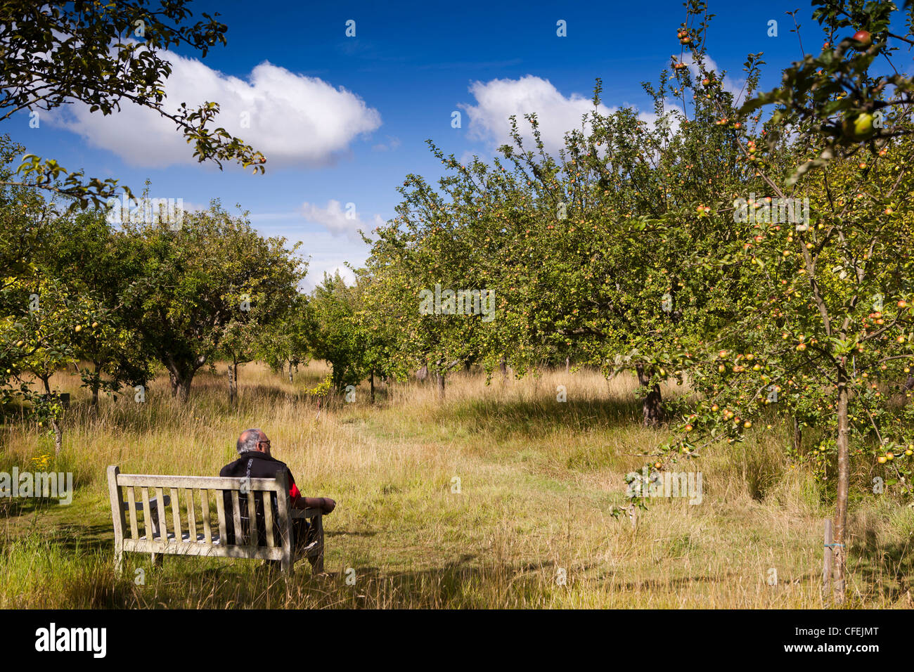 Warwickshire, Stratford on Avon, Shottery, Anne Hathaway's Cottage, visitatore rilassante su banco nel frutteto Foto Stock