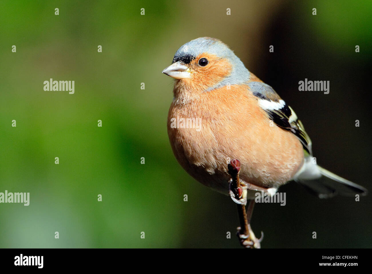 Un maschio (fringuello Fringilla coelebs) appollaiate su un ramo di albero. Foto Stock