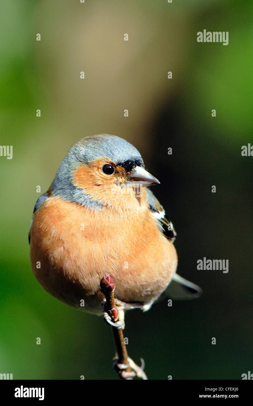Un maschio (fringuello Fringilla coelebs) appollaiato su un ramo di albero. Foto Stock
