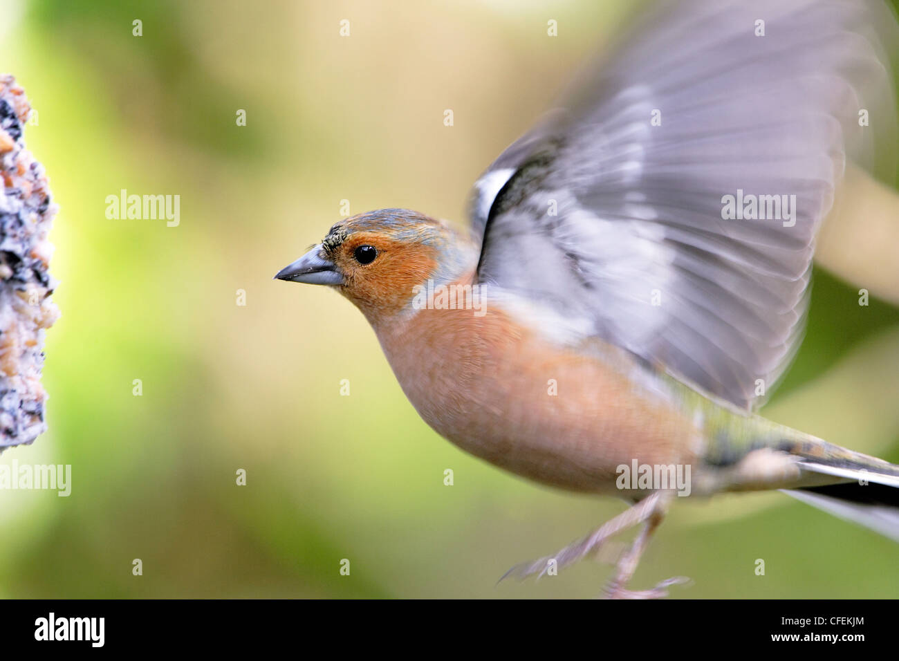 Un maschio (fringuello Fringilla coelebs) in volo,passando per l'alimentazione. Foto Stock