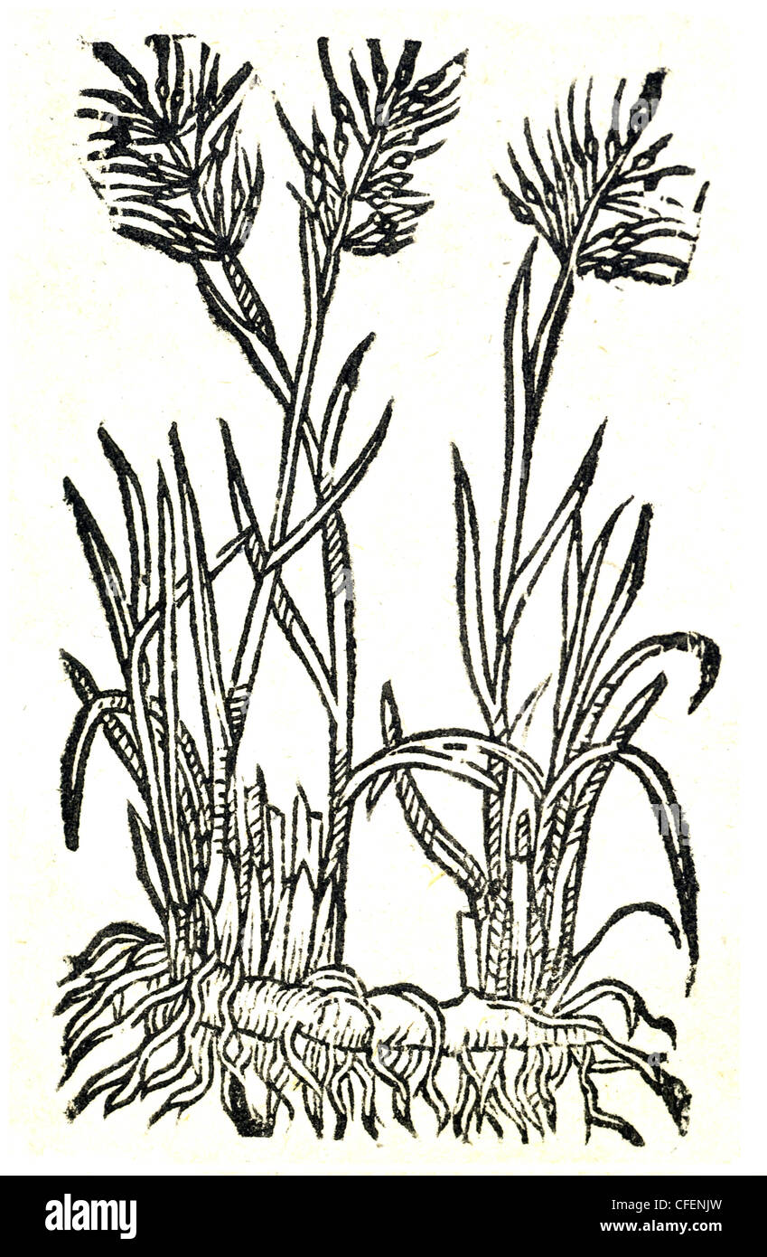 Illustrazione botanica del XVIII secolo taglio di legno di tipo indeterminato Grass - Gramen Paniculatum arvense  Gramen Agrostis Foto Stock