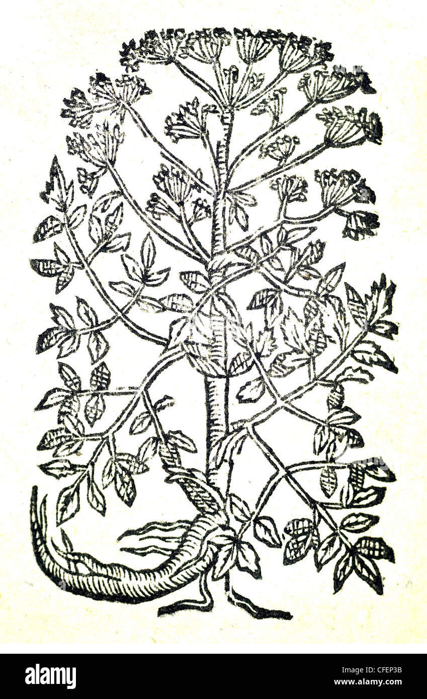 XVIII secolo illustrazione botanica taglio di legno di Giardino Angelica / Angelica archangelica  Angelica sativa, Bauhin. Foto Stock